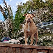 Thésée a rejoint le concours — aidez-le/la à gagner de superbes lots ! backyard, blue_sky, canine, dark_nose, dog, floppy_ears, foliage, house, outdoors, palm_trees, pet, portrait, serious_expression, short_hair, standing, sunlight, tan_coat, tropical, white_chest, wooden_deck