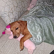 Bella joined the competition — help win amazing prizes! dog, puppy, blanket, plush_toy, pink_toy, couch, pillow, geometric_pattern, cozy, resting, indoors, sleepy, snuggling, pet, fur, animal, home, comfort, relaxation, cute