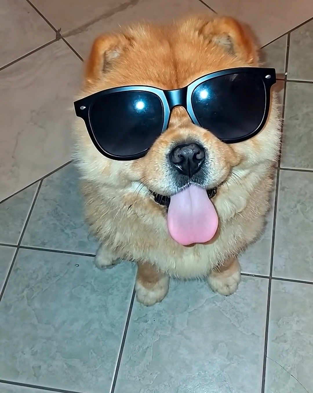 Bobo is registered to the contest to win money with this photo: dog, sunglasses, tongue_out, fluffy, golden_coat, tile_floor, pet, cute, canine, indoor, funny, wearing_accessory, animal, portrait, happy, playful, companion, adorable, looking_up, fur