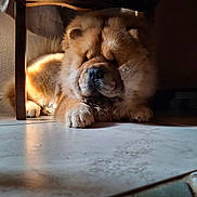 Bobo is registered to the contest to win money with this photo: animal, brown, chow_chow, cozy, cute, dog, domestic, fluffy, fur, indoor, paw, pet, quiet, relaxed, resting, shadow, sleeping, sunlight, tile_floor, under_chair