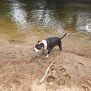 Tess participe au concours pour gagner de l'argent avec cette photo : animal, bank, black_and_white, canine, collar, daytime, dog, muddy, nature, outdoor, paw_prints, pet, ripples, river, sand, shore, small_dog, stick, walking, water