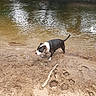 animal, bank, black_and_white, canine, collar, daytime, dog, muddy, nature, outdoor, paw_prints, pet, ripples, river, sand, shore, small_dog, stick, walking, water