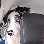 dog, car, seat, seatbelt, headrest, black_and_white, fur, pet, animal, inside, vehicle, travel, curious, portrait, canine, domestic_animal, closeup, sitting, young_dog, alert