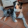 animal, bandana, black_and_white, canine, cozy, dog, domestic, ears, floor, fur, furniture, household, indoor, looking_away, muzzle, pet, relaxed, sitting, tail, tile_floor