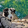dog, puppy, outdoor, nature, pond, water, reflection, fur, black_and_white, spotted, nose, laying, tree, rock, sunlight, curious, animal, pet, canine, harness
