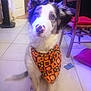 dog, bandana, indoor, tile_floor, chair, person, purple_light, black_and_white_fur, pet, sitting, decor, nose_markings, Halloween, floor, fur, animal, domestic, cute, looking_up, household