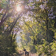 Ruben participe au concours pour gagner de l'argent avec cette photo : dog, forest, sunlight, trees, path, nature, outdoor, rocky_path, sunflare, greenery, woods, daylight, animal, scenic, peaceful, canine, walking, sunshine, trail, serene