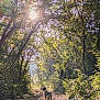 dog, forest, sunlight, trees, path, nature, outdoor, rocky_path, sunflare, greenery, woods, daylight, animal, scenic, peaceful, canine, walking, sunshine, trail, serene
