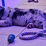 puppy, dog, sleeping, toy, stuffed_animal, floor, tile, indoor, pet, cute, resting, animal, fur, relaxing, purple_light, plaything, domestic, companion, young_dog, cozy