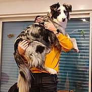 Ruben participe au concours pour gagner de l'argent avec cette photo : backpack, black_pants, blinds, bowl, casual, chair, dog, fur, furniture, happy, holding, home, indoor, lifting, person, pet, phone, table, window, yellow_sweater