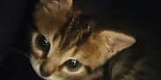 Ariane participe au concours pour gagner de l'argent avec cette photo : animal, blurry, cat, closeup, curious, cute, dark, ears, eyes, feline, fur, indoor, kitten, pet, playful, shadow, small, soft, whiskers, young