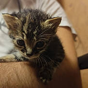 Ariane participe au concours pour gagner de l'argent avec cette photo : animal, arm, blurred_background, cat, closeup, cute, feline, fur, hair, holding, indoor, kitten, mammal, person, pet, skin, small, tabby, whiskers, young