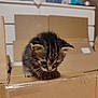 animal, black, brown, cardboard_box, cat, curious, cute, domestic, exploring, feline, fur, indoor, kitten, pet, playful, small, striped, tabby, whiskers, young