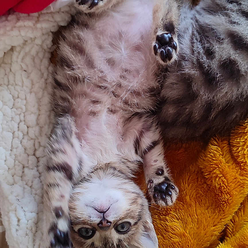 Achille a rejoint le concours — aidez-le/la à gagner de superbes lots ! cat, closeup, cozy, cute, feline, fluffy_blanket, indoor, kitten, paws, pet, playful, red_blanket, resting, sleepy, soft_texture, striped_fur, upside_down, white, yellow_blanket, young_animal