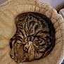 Achille participe au concours pour gagner de l'argent avec cette photo : cat, tabby_cat, sleeping, curled_up, cat_bed, fluffy, cozy, indoor, pet, fur, striped, resting, animal, cute, home, relaxed, soft, beige, circular, quiet