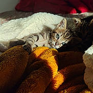 Achille participe au concours pour gagner de l'argent avec cette photo : kitten, cat, tabby, pet, animal, blanket, fleece, cozy, snuggle, indoor, cute, fur, sleeping, resting, warm, soft, curious, shadow, light, bed