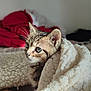 Achille a rejoint le concours — aidez-le/la à gagner de superbes lots ! kitten, cat, blanket, cozy, indoor, fur, whiskers, pet, cute, animal, soft, warm, comfort, bed, resting, closeup, feline, young, curious, domestic
