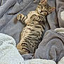 Achille a rejoint le concours — aidez-le/la à gagner de superbes lots ! cat, kitten, tabby, fur, blanket, soft, cozy, indoor, pet, cute, animal, resting, relaxed, sleepy, feline, striped, young, whiskers, paws, curious