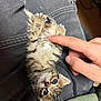 Achille a rejoint le concours — aidez-le/la à gagner de superbes lots ! kitten, cat, tabby, pet, baby_animal, fur, paw, human_hand, lap, clothing, casual, indoor, cute, small, playful, animal, touch, relaxed, young, domestic