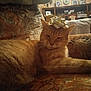 Mousse participe au concours pour gagner de l'argent avec cette photo : cat, orange_tabby, bow, couch, patterned_fabric, indoor, furniture, relaxed, pet, animal, mammal, whiskers, fur, resting, home, cozy, decor, chair, living_room, sleepy