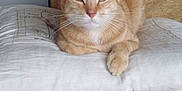 Mousse participe au concours pour gagner de l'argent avec cette photo : cat, ginger_cat, pet, animal, indoor, cushion, chair, furniture, relaxed, resting, whiskers, paw, fur, domestic, cute, sleepy, cozy, home, household, comfort