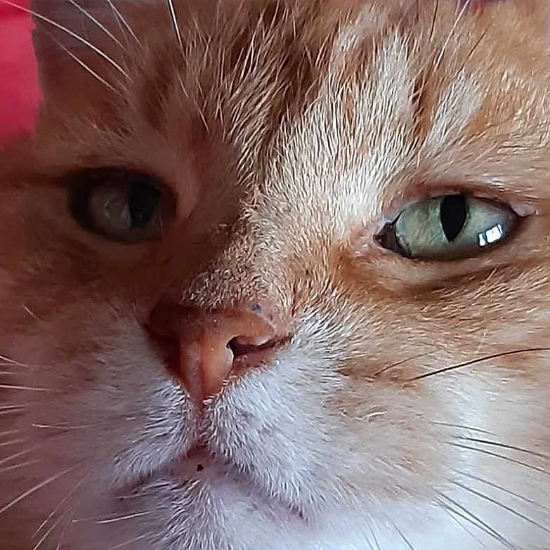 Mousse participe au concours pour gagner de l'argent avec cette photo : animal, calm, cat, close_up, cute, detail, domestic_cat, face, feline, fur_texture, ginger_cat, green_eyes, indoor, macro, muzzle, nose, pet, portrait, whiskers, white_fur