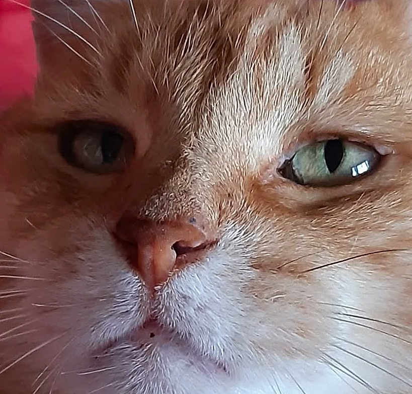 Mousse