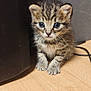 animal, background, cable, cat, curious, cute, ears, eyes, floor, fur, indoor, kitten, pet, shadow, small, striped, tabby, whiskers, wooden_floor, young