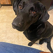 Cooper joined the competition — help win amazing prizes! black_labrador, puppy, dog, indoor, kitchen, floor, tile_floor, looking_up, brown_eyes, pet, canine, waiting, young_dog, close_up, jeans, human_leg, domestic_animal, companion, fur, ears
