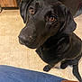 black_labrador, puppy, dog, indoor, kitchen, floor, tile_floor, looking_up, brown_eyes, pet, canine, waiting, young_dog, close_up, jeans, human_leg, domestic_animal, companion, fur, ears