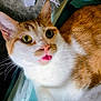 cat, orange_cat, white_cat, pet, animal, blep, tongue_out, close_up, fur, indoor, cute, whiskers, ears, eyes, face, curious, playful, domestic_cat, feline, portrait