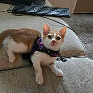 Jackson joined the competition — help win amazing prizes! kitten, cat, purple_harness, beige_couch, keyboard, indoor, pet, curious, furniture, carpet, technology, computer_accessory, small_animal, cute, young_cat, domestic_cat, alert, resting, living_room, soft_texture