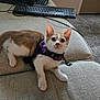 kitten, cat, purple_harness, beige_couch, keyboard, indoor, pet, curious, furniture, carpet, technology, computer_accessory, small_animal, cute, young_cat, domestic_cat, alert, resting, living_room, soft_texture