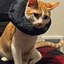 cat, orange_cat, white_cat, pet, indoor, collar, inflatable_collar, blanket, red_blanket, black_blanket, fur, whiskers, tail, window, home, animal, cute, sitting, face, ears