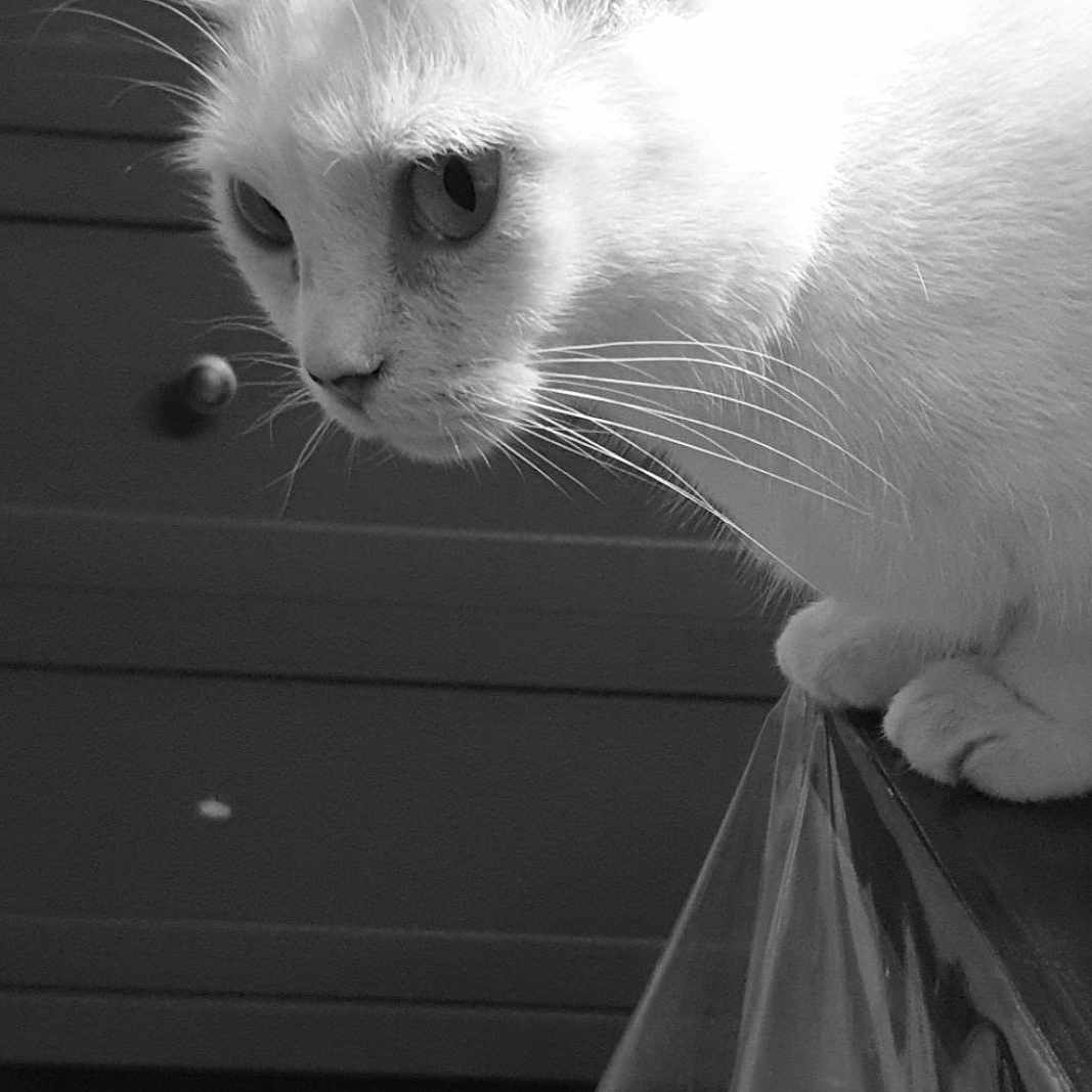 Phybie a rejoint le concours — aidez-le/la à gagner de superbes lots ! cat, white_cat, indoor, table, kitchen, cabinet, plates, perched, focused, whiskers, fur, animal, pet, curious, closeup, black_and_white, feline, domestic_cat, ears, floor