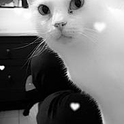 Phybie a rejoint le concours — aidez-le/la à gagner de superbes lots ! cat, white_cat, close_up, black_and_white, indoor, furniture, person, heart_shapes, pet, animal, whiskers, ears, eyes, floor, couch, legs, portrait, cute, domestic_cat, looking