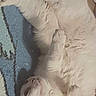 cat, white_cat, lying_down, indoor, fur, pet, relaxed, carpet, floor, animal, mammal, cute, sleepy, fluffy, domestic_animal, resting, whiskers, paw, side_view, cozy