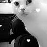 Phybie participe au concours pour gagner de l'argent avec cette photo : cat, white_cat, pet, animal, indoor, black_and_white, heart_shape, furniture, curious, close_up, whiskers, portrait, domestic_cat, cute, feline, soft_light, blurred_background, floor, eyes, ears