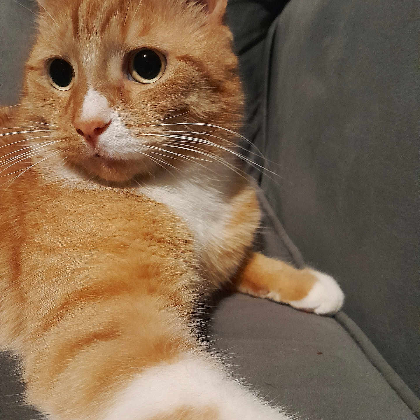 Ragnar is registered to the contest to win money with this photo: abyssinian, angora, animal, armchair, cat, chair, couch, cushion, furniture, hardwood, homedecor, kitten, manx, person, pet, siamese, wood