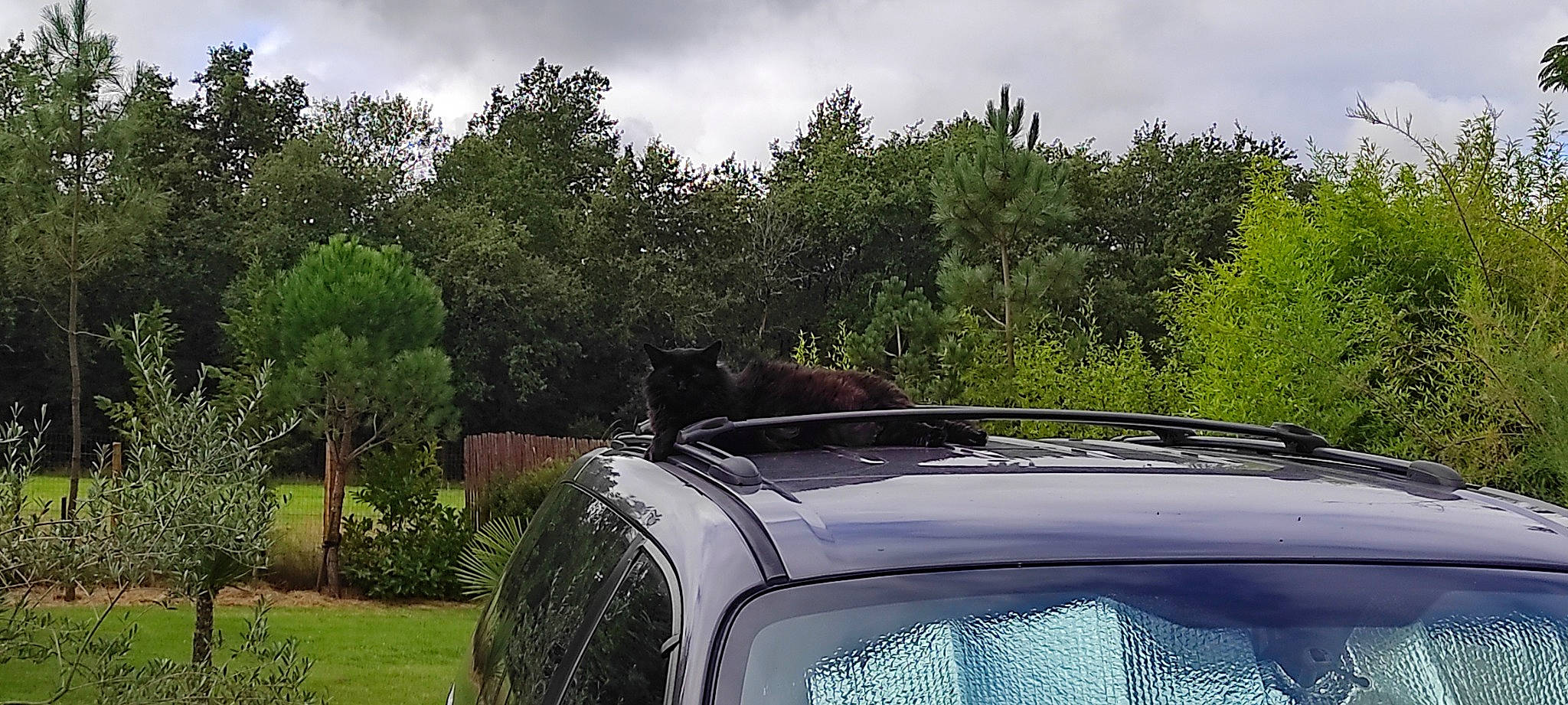 Haya a rejoint le concours — aidez-le/la à gagner de superbes lots ! automotive_carrying_rack, automotive_design, automotive_exterior, automotive_lighting, automotive_luggage_rack, bumper, car, carnivore, cloud, grille, headlamp, hood, motor_vehicle, plant, roof_rack, sky, tree, vehicle, vehicle_door, windscreen_wiper