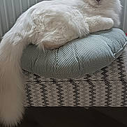 Azur a rejoint le concours — aidez-le/la à gagner de superbes lots ! cat, fluffy, white_cat, pet, animal, portrait, lounging, sitting, cushion, chair, furniture, radiator, indoors, home, wooden_floor, striped_pattern, long_tail, blue_eyes, relaxed, photography