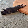 Synna participe au concours pour gagner de l'argent avec cette photo : animal, calm, canine, concrete_floor, cozy, dog, domestic_animal, floor_texture, gray_dog, home, indoors, laying_down, orange_cushion, peaceful, pet, quiet, relaxed, resting, sleeping, sunlight