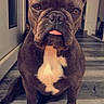 animal, brown_fur, canine, companion, cute, dog, domestic_animal, doorway, ears_up, floor, french_bulldog, indoors, looking_at_camera, pet, portrait, short_hair, sitting, tongue_out, white_chest, wooden_floor