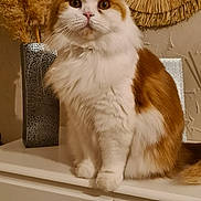 Simba participe au concours pour gagner de l'argent avec cette photo : animal, cat, cozy, cute, domestic_cat, dresser, dried_pampas_grass, ears, fluffy_cat, fur, furniture, home_decor, indoor, mirror, orange_and_white_cat, pet, sitting, vase, whiskers, woven_frame
