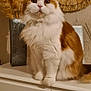 animal, cat, cozy, cute, domestic_cat, dresser, dried_pampas_grass, ears, fluffy_cat, fur, furniture, home_decor, indoor, mirror, orange_and_white_cat, pet, sitting, vase, whiskers, woven_frame