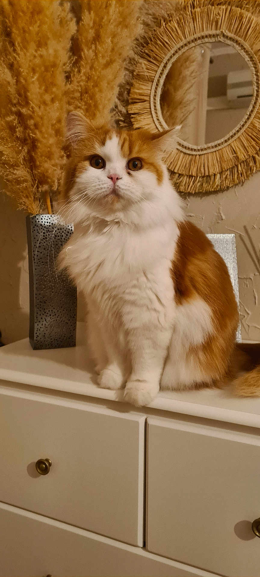 Simba