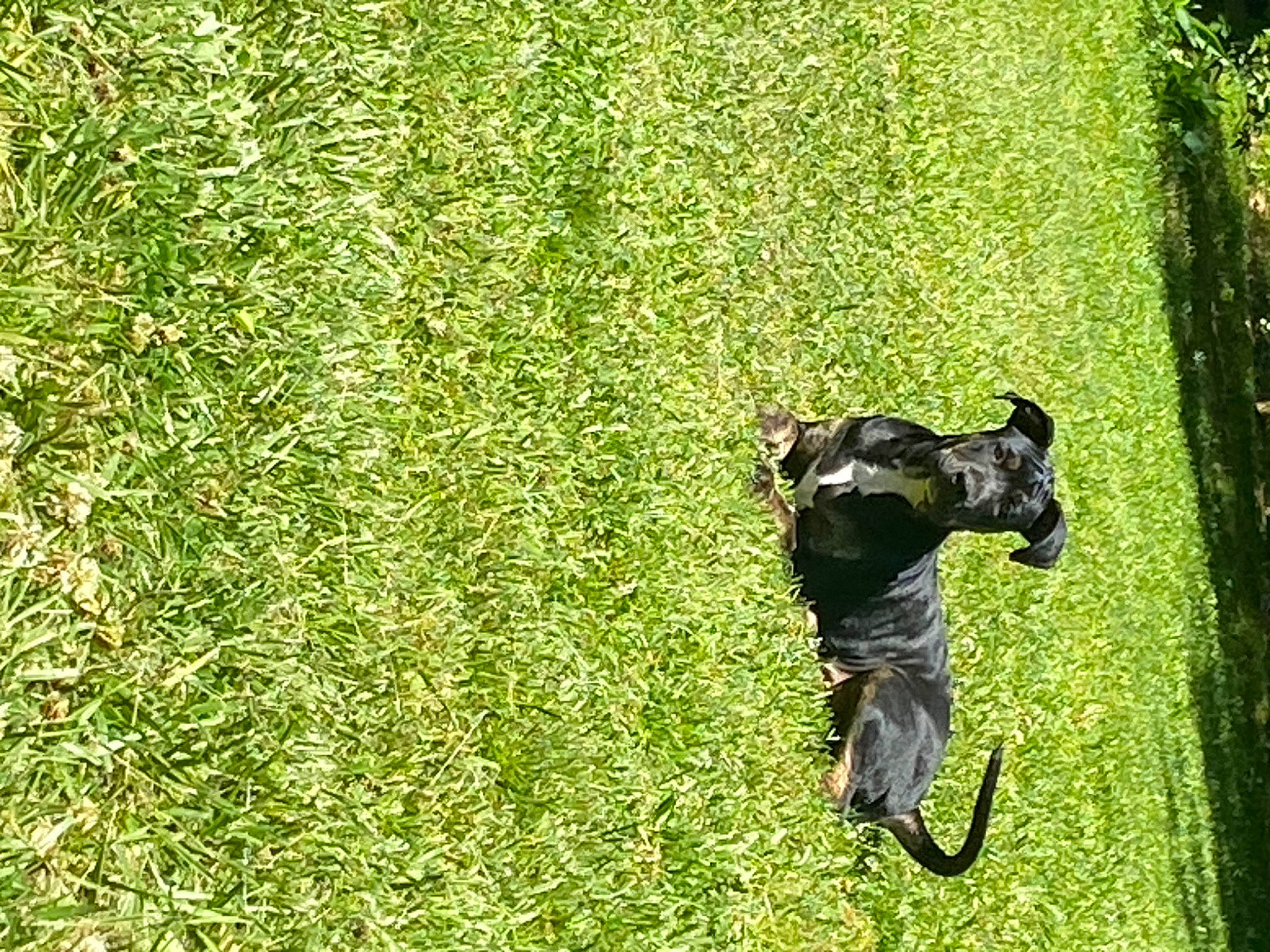 Tucker is registered to the contest to win money with this photo: canidae, carnivore, cycling, dog, dog_breed, grass, grassland, groundcover, pasture, people_in_nature, plant, recreation, shrub, sporting_group, tail, tire, tree, trunk, wheel, working_animal