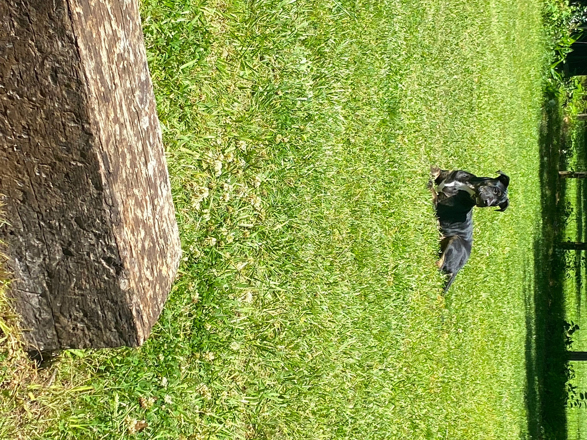 Tucker is registered to the contest to win money with this photo: artificial_turf, carnivore, field, garden, grass, grass_family, grassland, groundcover, landscape, lawn, meadow, pasture, people_in_nature, plant, shadow, shrub, soil, tree, trunk, wood