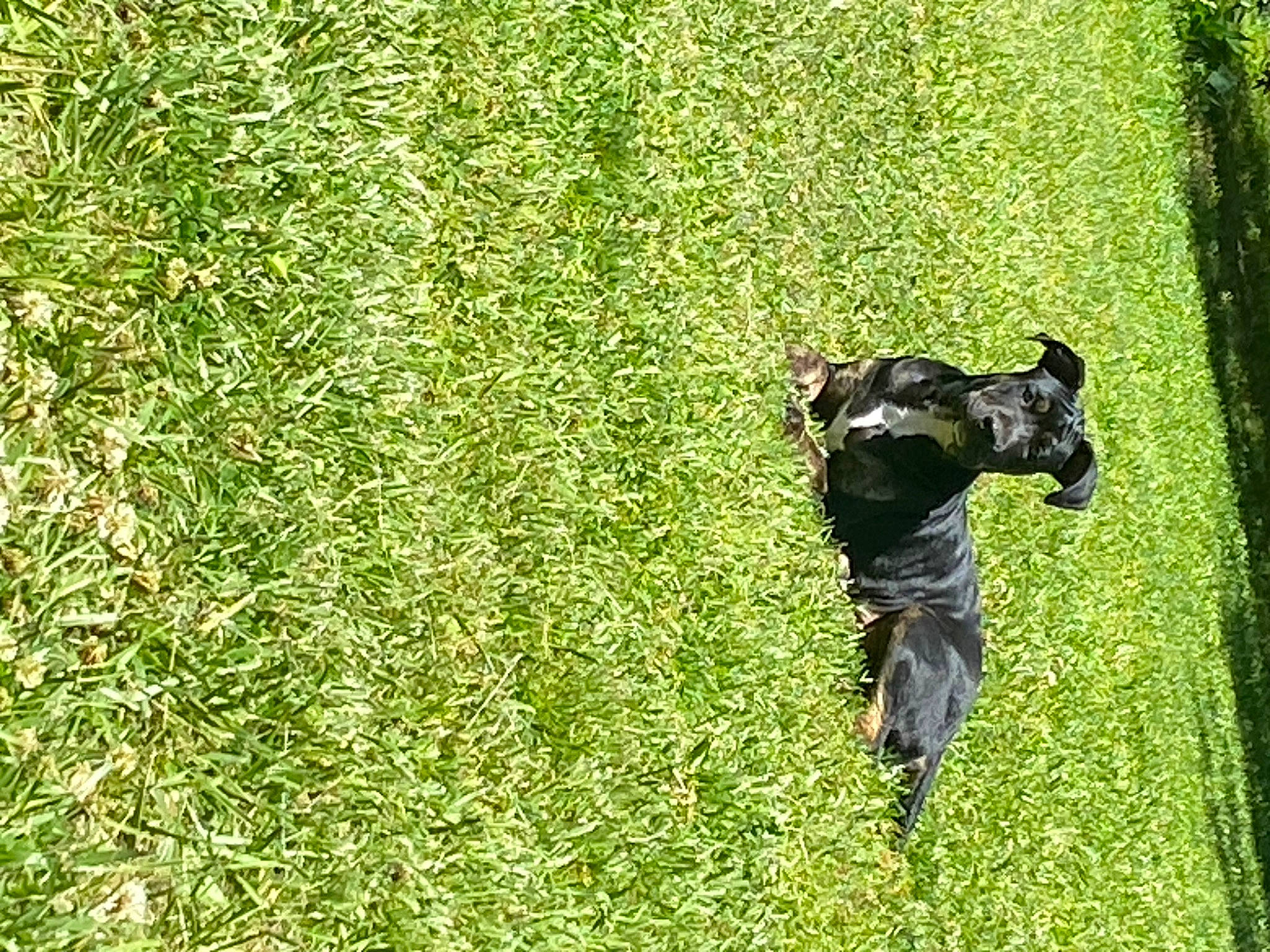 Tucker joined the competition — help win amazing prizes! canidae, carnivore, dog_breed, field, grass, grass_family, grassland, groundcover, lawn, pasture, people_in_nature, personal_protective_equipment, plant, prairie, sculpture, shadow, shrub, soil, terrestrial_animal, working_animal