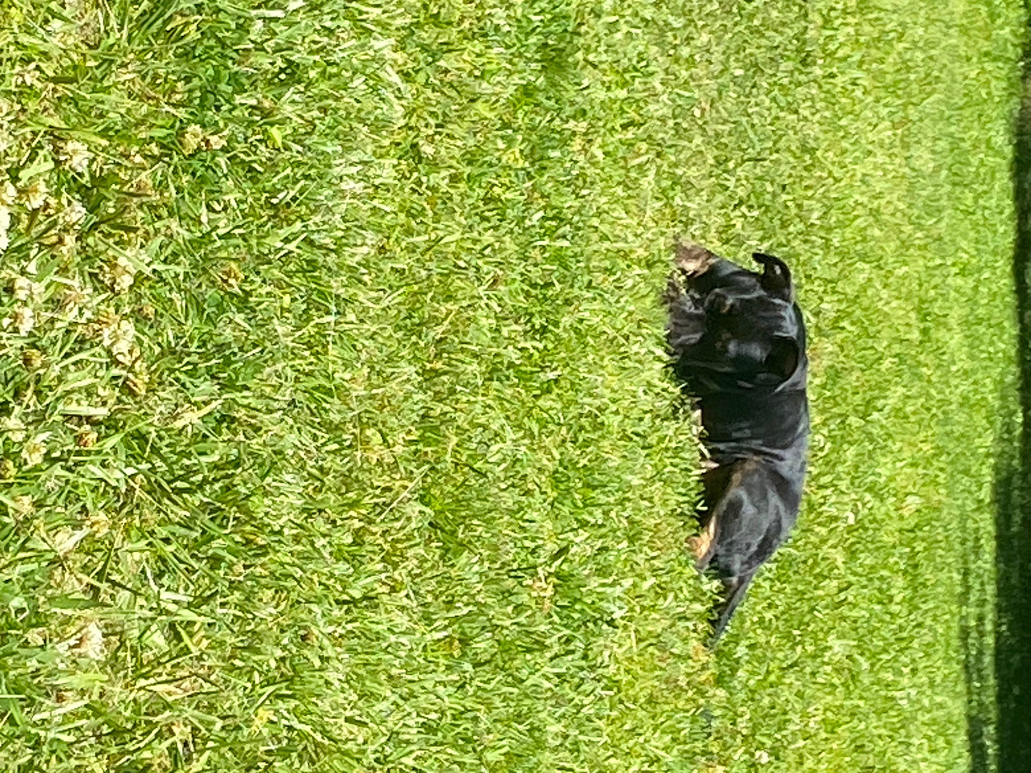 Tucker is registered to the contest to win money with this photo: artificial_turf, canidae, carnivore, dog, dog_breed, field, flowering_plant, grass, grassland, groundcover, pasture, people_in_nature, plant, prairie, recreation, shrub, sporting_group, tail, tree, wildlife